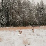 Aurora B Luxury Ruka