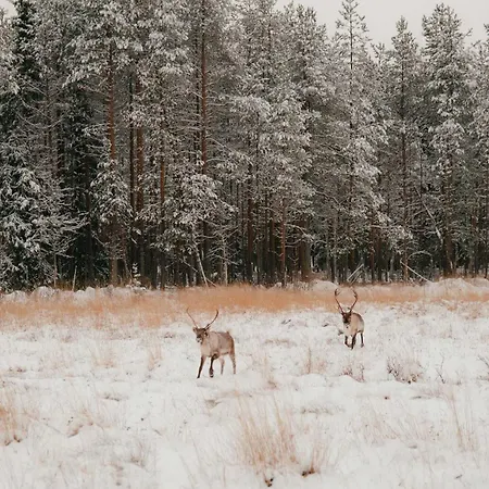 Aurora B Luxury Ruka